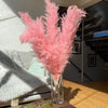 Pampas Bohemien Pluimen - Decorazione Naturale Elegante