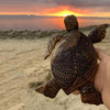 Hawaiiaanse Schildpad Hars Ornament