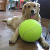 Play Paw - Giocattolo Interattivo per Gatti