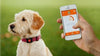 Localizzatore GPS per cani e gatti