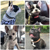 SpikeGuard - Collare Regolabile in Pelle con Borchie per Cani Piccoli e Gatti