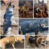 Pettorina tattica per cani K9 con guinzaglio – Set militare robusto per addestramento e controllo