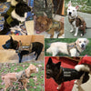 Pettorina tattica per cani K9 con guinzaglio – Set militare robusto per addestramento e controllo