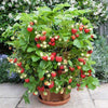 Fioriera Impilabile - Fragole e Fiori