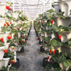 Fioriera Impilabile - Fragole e Fiori