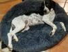 Cuscino Cuccia per Cani "Wolke 7" - l'Originale