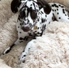 Cuscino Cuccia per Cani "Wolke 7" - l'Originale