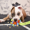 Dundle | La palla interattiva da annusare per cani