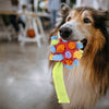 Dundle | La palla interattiva da annusare per cani