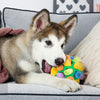 Dundle | La palla interattiva da annusare per cani