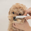 Groom Star - Strumenti di toelettatura professionali ed efficaci