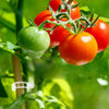 RootHold | Esperienza di giardinaggio facile e affidabile