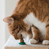 Cat Energy Ball™ | stimulerend en gezond | vandaag 10+10 GRATIS - HYPEBAY NL